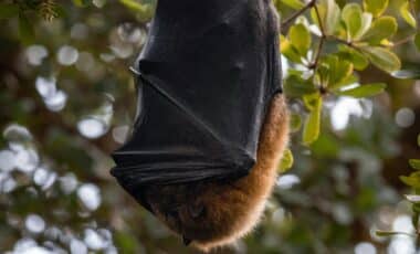 Seeing Bats in Your Garden at Night? Here’s Why It’s Actually Great News for Your Home