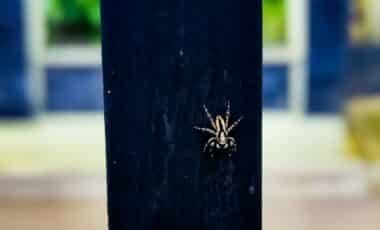 Spiders in the House? Researchers Say This Plant Could Help Keep Them Away Naturally