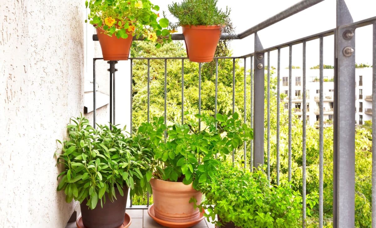 This Plant Our Grandmothers Used to Keep Near the Window Could Help Keep Gnats Away