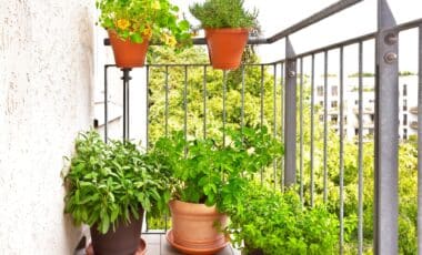 This Plant Our Grandmothers Used to Keep Near the Window Could Help Keep Gnats Away