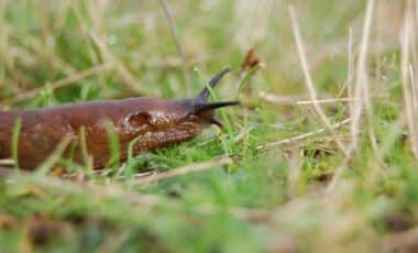 This Unexpected Kitchen Waste Keeps Slugs Away Effectively, Here’s How To Use It!
