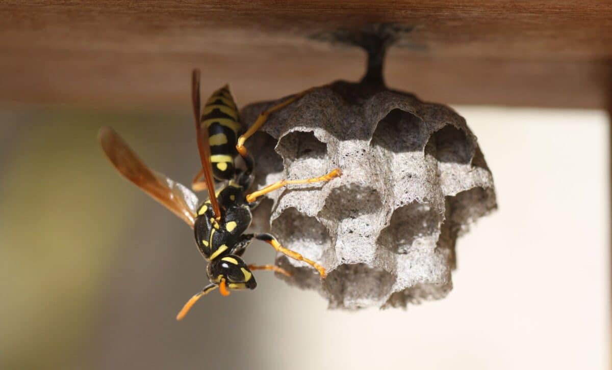 Wasps Hate This Simple Backyard Trick, And It Costs Almost Nothing