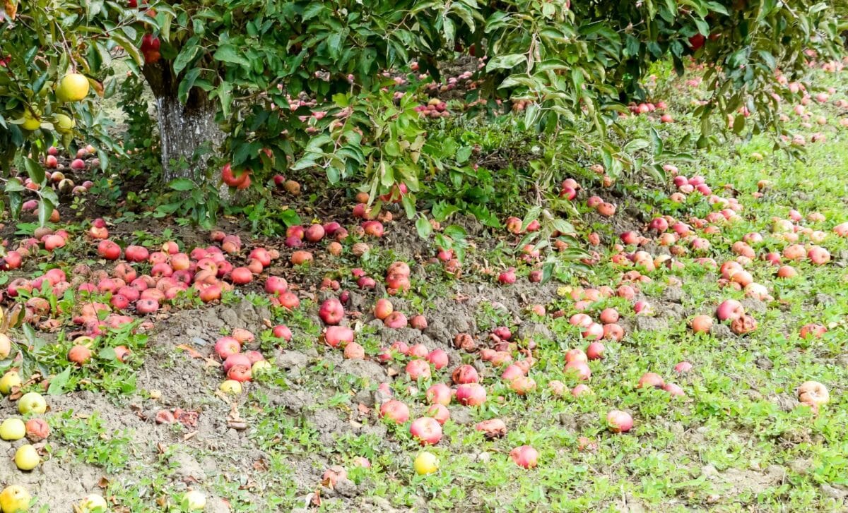 Why Are My Fruits Falling Before They Ripen Here's What Your Tree Is Really Doing
