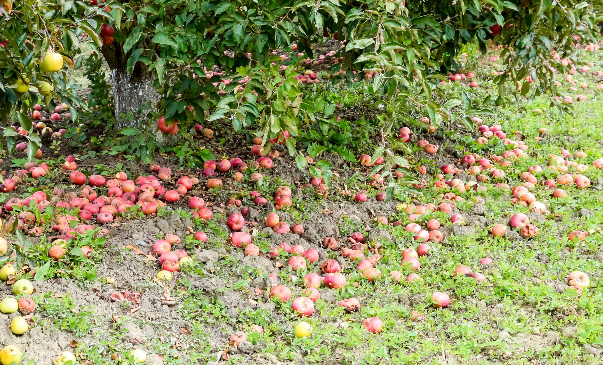 Why Are My Fruits Falling Before They Ripen Here's What Your Tree Is Really Doing