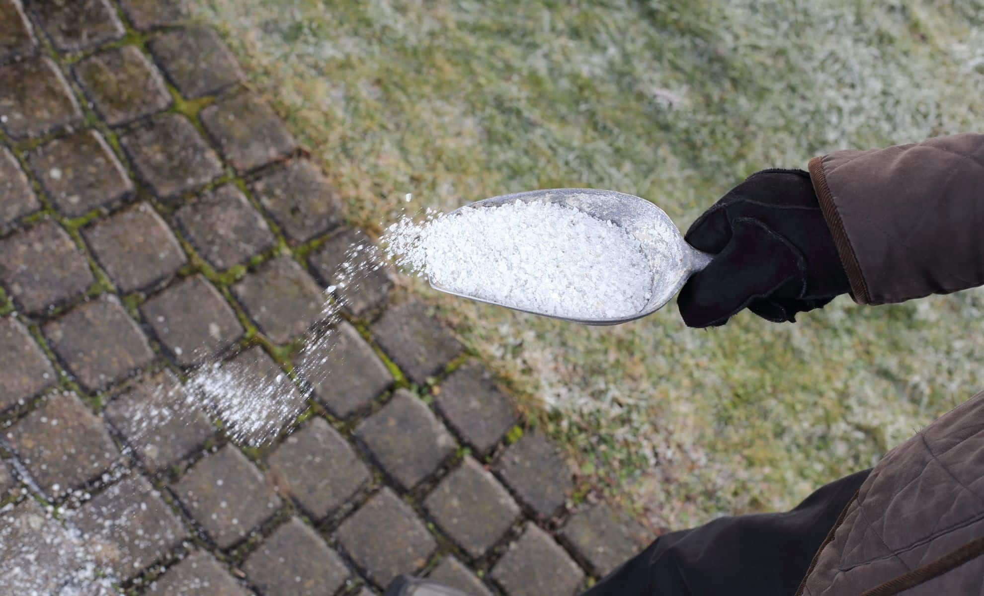 A Spoonful of Sugar on Your Lawn? Why Homeowners Are Sprinkling Sugar on Their Grass Right Now