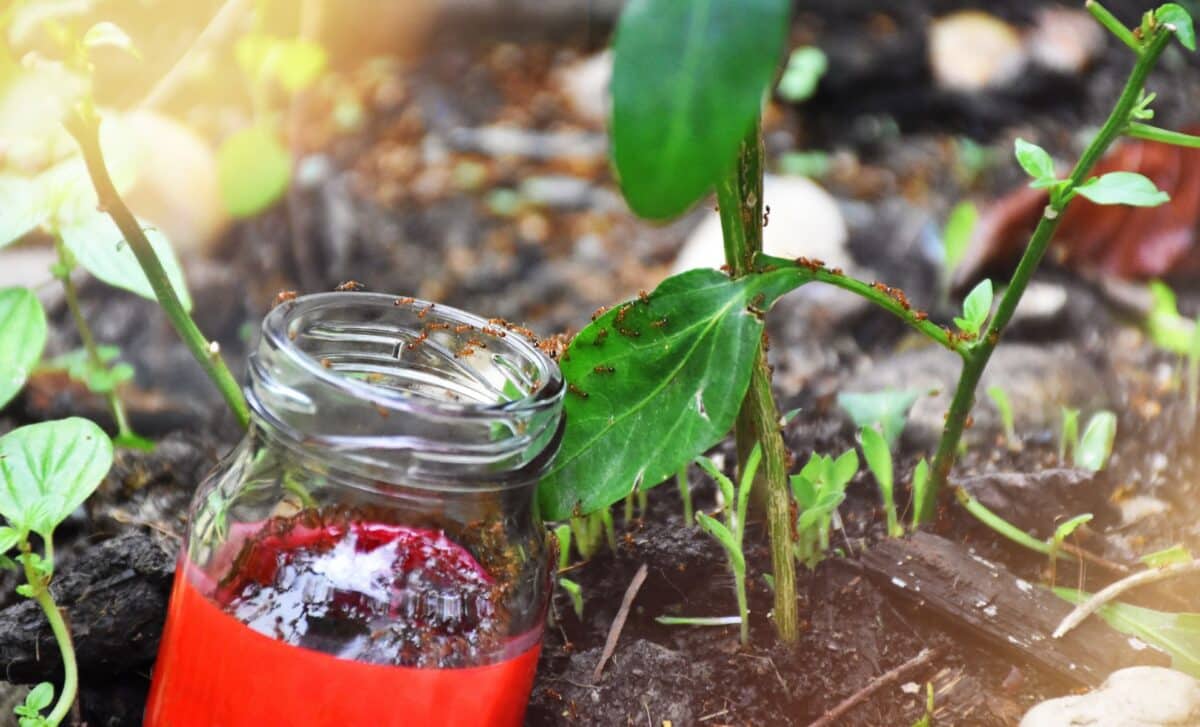 Ant Hills Taking Over Your Lawn A Jam Jar Trick That May Help Keep Them Away in Just 48 Hours