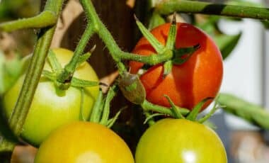 Aphids on Your Tomatoes This Colorful Flower Could Help Protect Your Plants