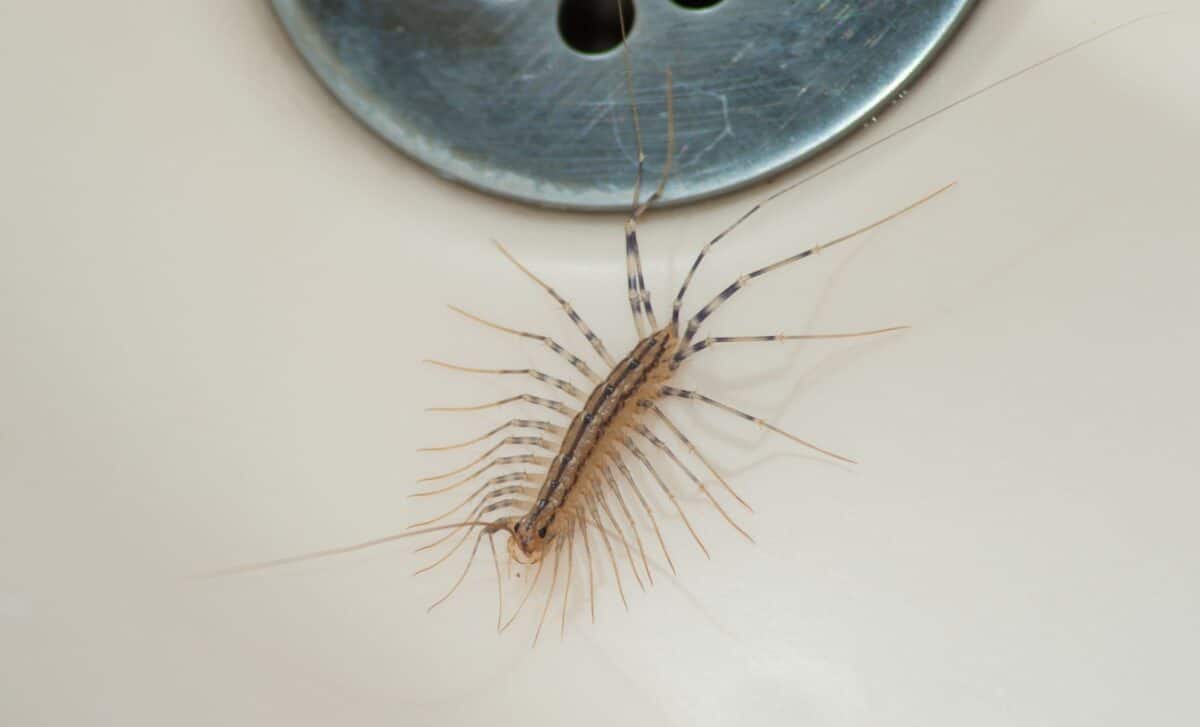 Centipede in Your Home Here’s Why They Keep Appearing, and How to Keep Them Out