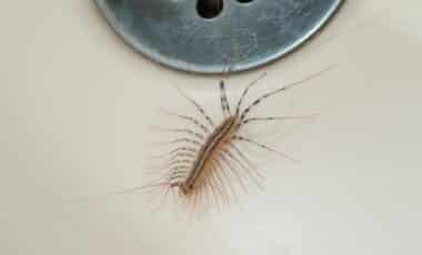 Centipede in Your Home Here’s Why They Keep Appearing, and How to Keep Them Out