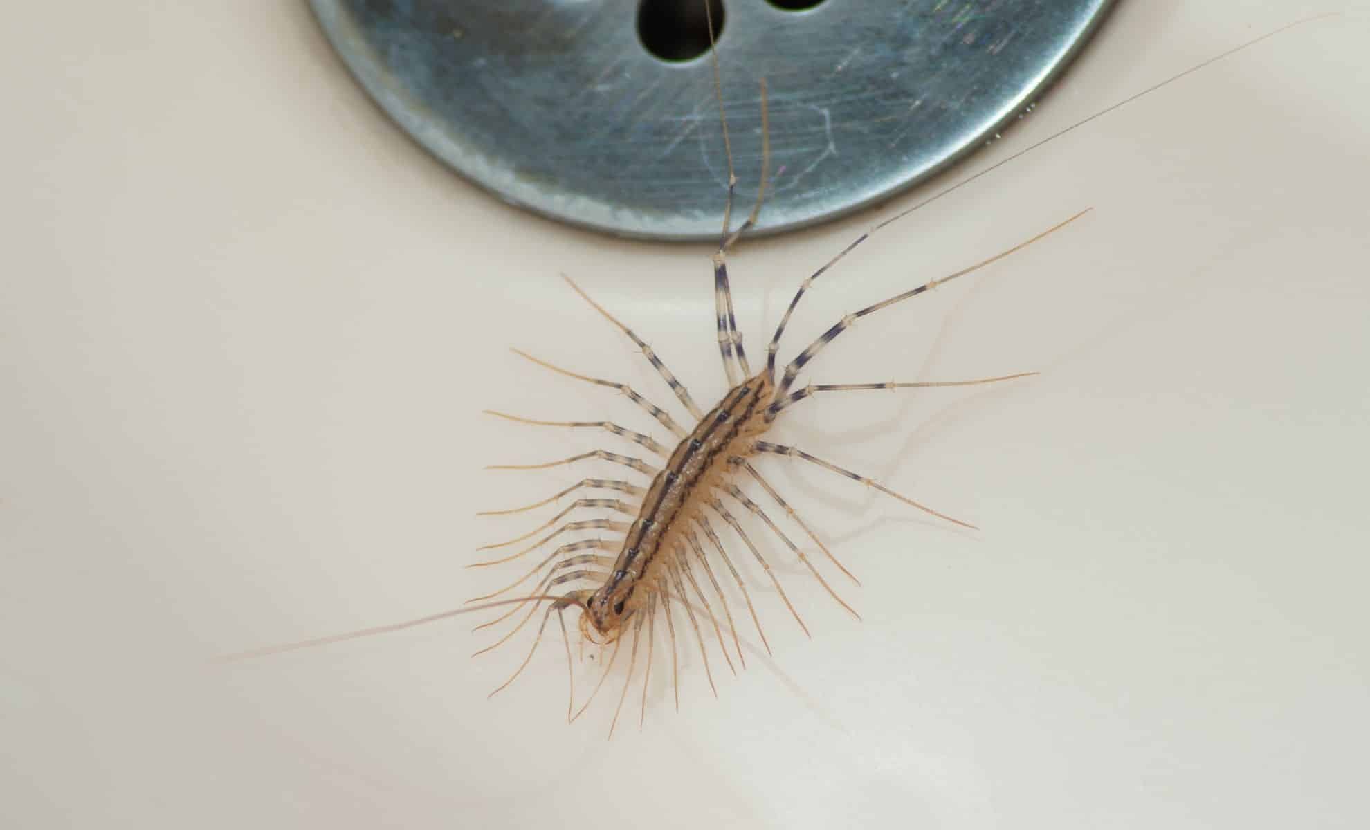 Centipede in Your Home Here’s Why They Keep Appearing, and How to Keep Them Out