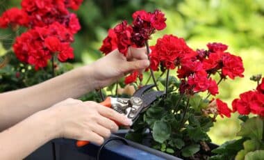 Forget Chemical Sprays This Plant Is Becoming Summer’s Must-Have Insect Deterrent