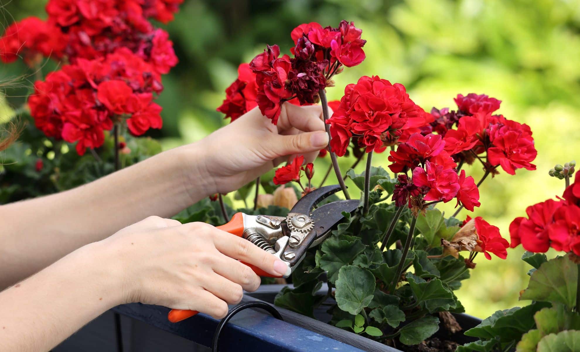 Forget Chemical Sprays This Plant Is Becoming Summer’s Must-Have Insect Deterrent