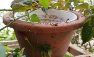 Homeowners Are Placing This Kitchen Ingredient Around Their Gardens for One Surprising Reason, and Ants Hate It