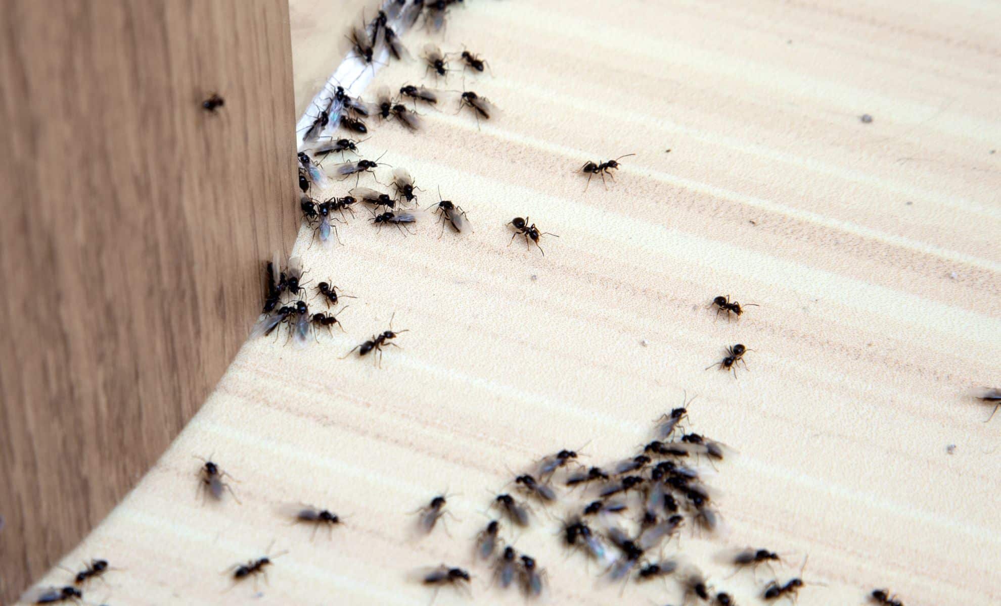 Mix These 2 Common Household Ingredients With Water and Watch Ants Leave for Good