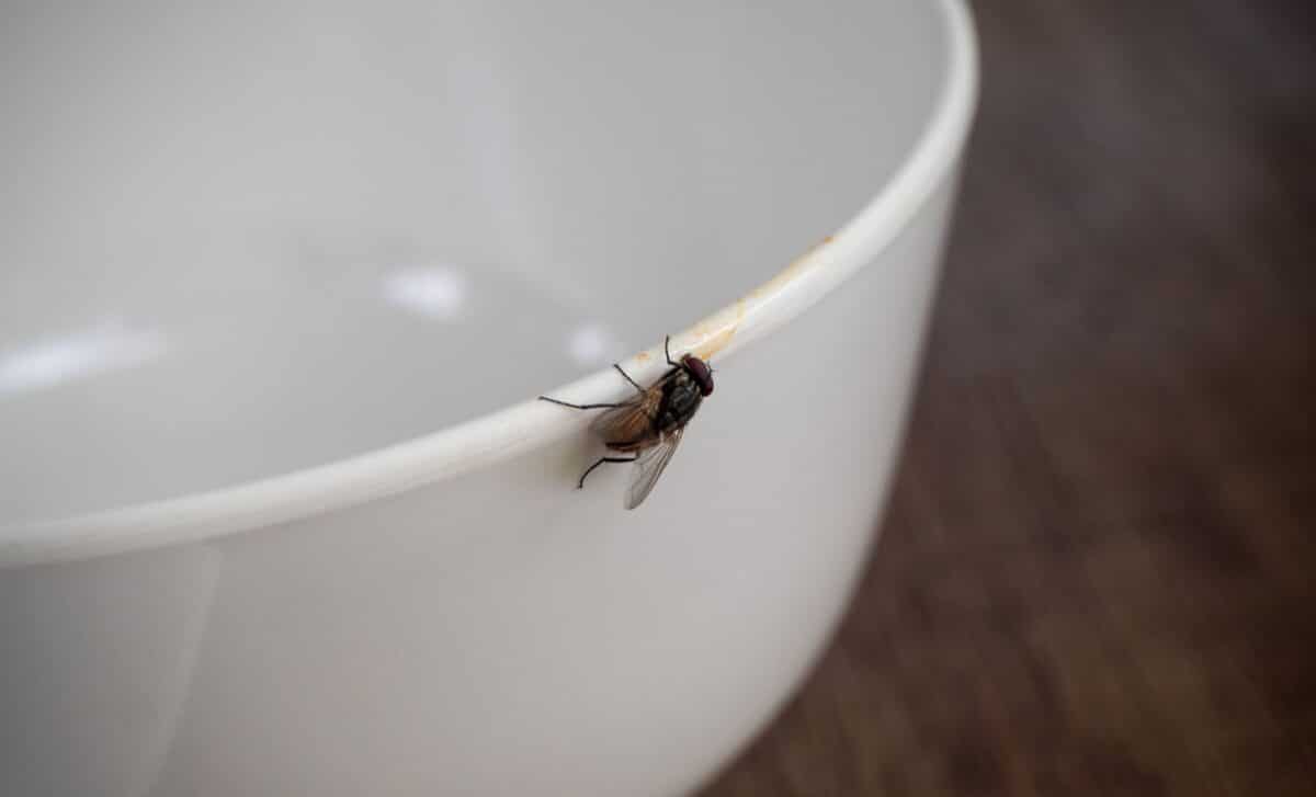 Pour This Into Your Sink for 30 Seconds at Night, Flies May Stop Invading Your Kitchen