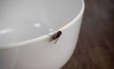 Pour This Into Your Sink for 30 Seconds at Night, Flies May Stop Invading Your Kitchen
