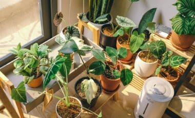 Sick of Watching Your Balcony Plants Burn Up Every Summer These Heat-Loving Varieties Actually Thrive in Full Sun
