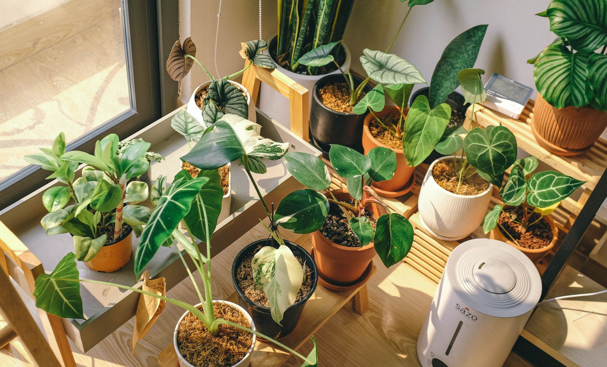Sick of Watching Your Balcony Plants Burn Up Every Summer These Heat-Loving Varieties Actually Thrive in Full Sun