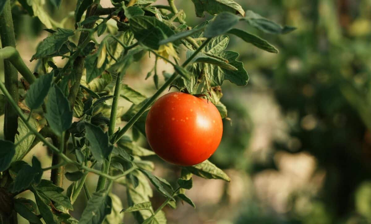This $0 Plastic Bottle Hack Could Keep Your Tomatoes Healthy All Summer Long