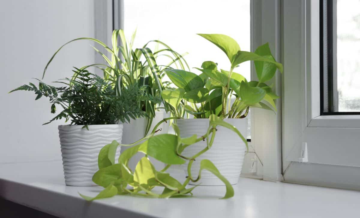 This Beautiful Houseplant Is Showing Up in Homes Everywhere, and the Reason Has Nothing to Do With Its Looks