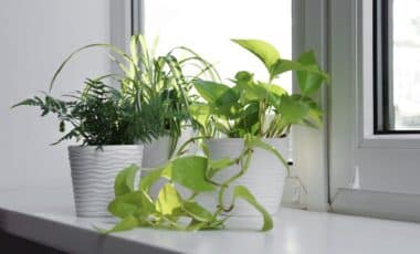 This Beautiful Houseplant Is Showing Up in Homes Everywhere, and the Reason Has Nothing to Do With Its Looks