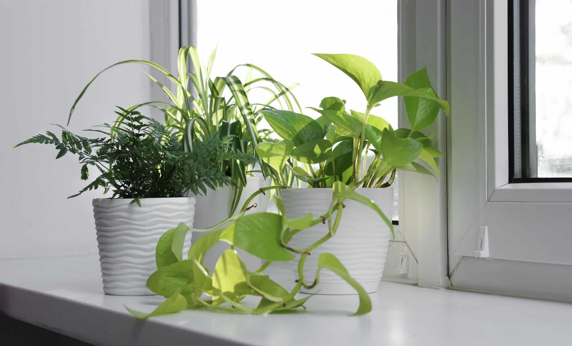 This Beautiful Houseplant Is Showing Up in Homes Everywhere, and the Reason Has Nothing to Do With Its Looks