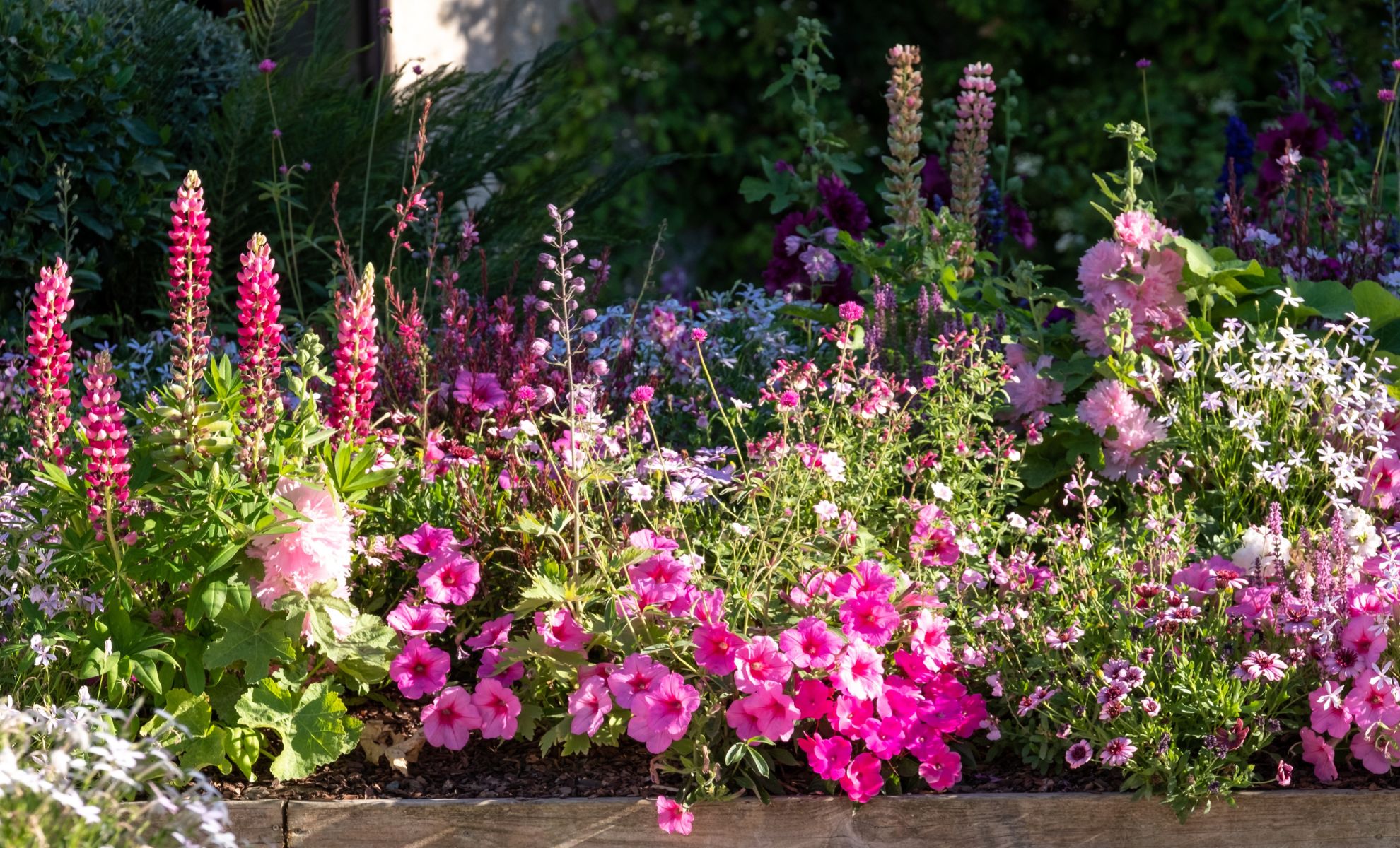 This Easy-Care Plant Keeps Blooming Even When Summer Heat Wears Out the Rest of the Garden