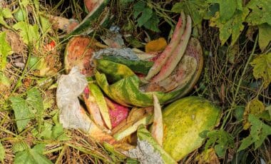 Watermelon Rinds Usually End Up in the Trash, but More Gardeners Are Discovering a Surprisingly Useful Alternative