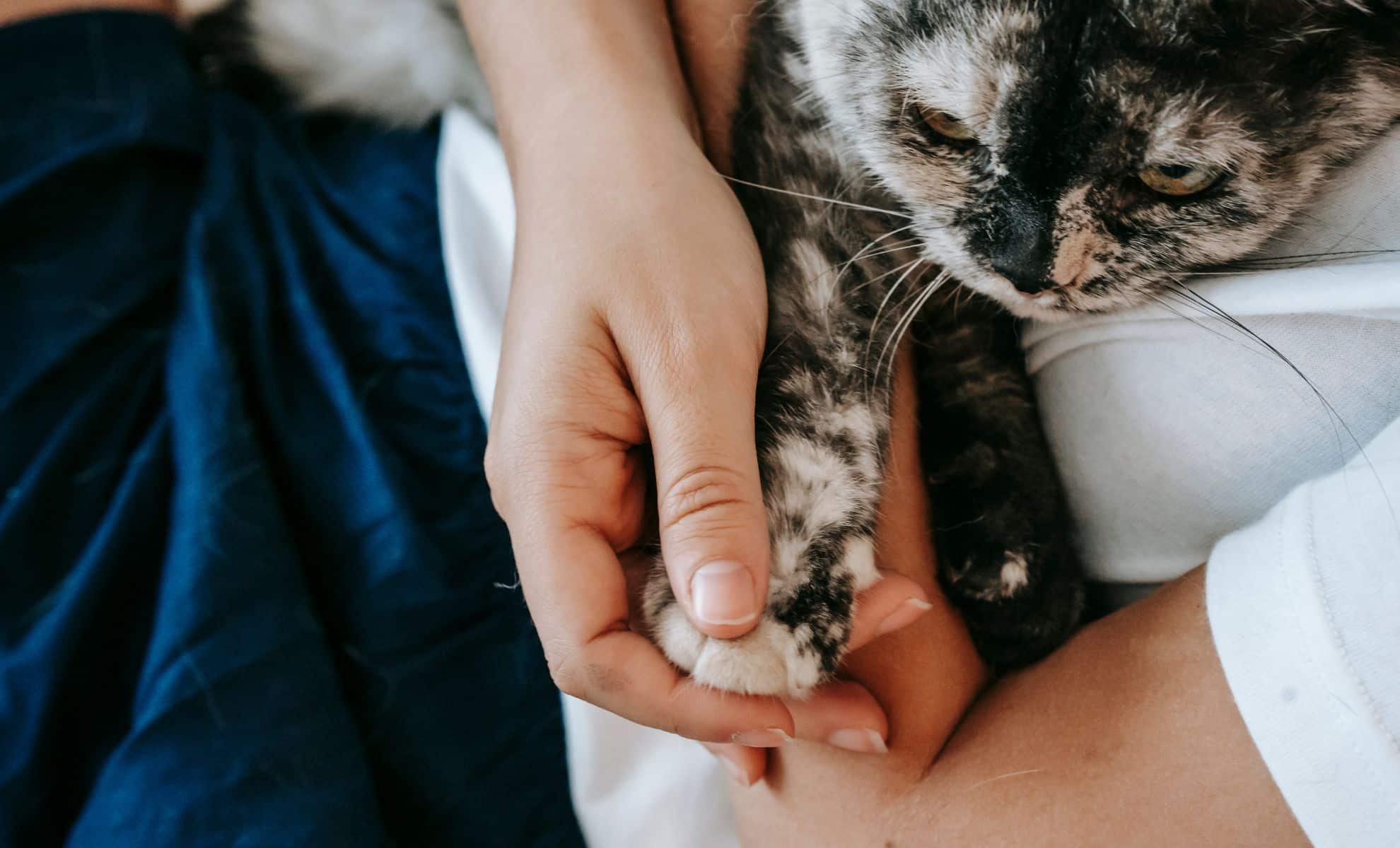 Your Cat Won’t Leave Your Side Don’t Ignore This Behavior, It Could Be a Cry for Help That Only a Vet Can Decode