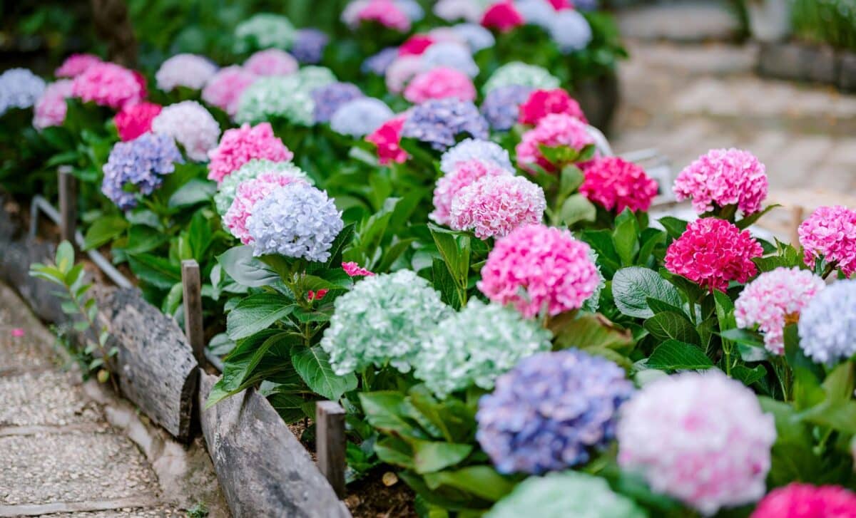 Your Hydrangeas Look Exhausted by June This Simple Solution Can Keep Them Flowering All Summer
