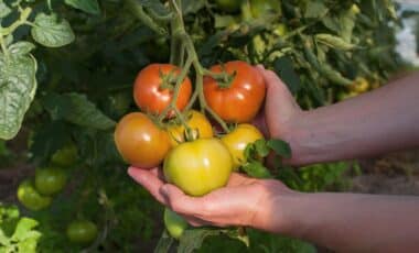 Add 3 Spoonfuls of This Kitchen Staple to Your Tomato Water, It Could Make All the Difference