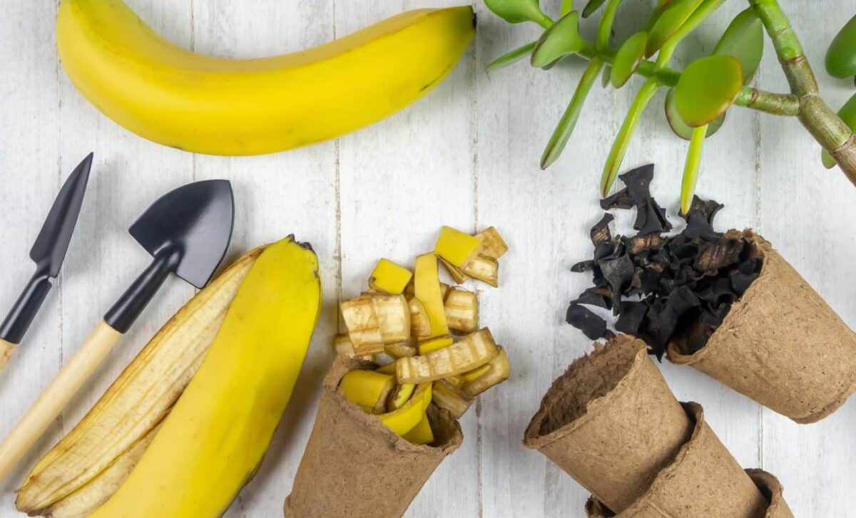 Are Banana Peels Actually Good for Your Garden What Really Happens When You Use Them