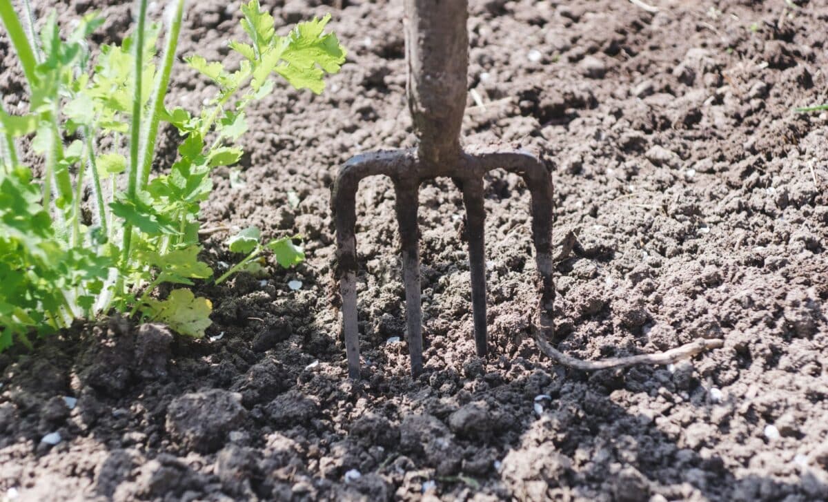 Cats Are Destroying Your Garden This Simple Kitchen Trick Could Stop Them Instantly