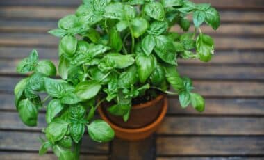 Gardeners Use This Simple Habit To Keep Basil From Wearing Out Too Quickly (And It Works)